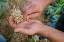Agroecology: Our Roots of Change