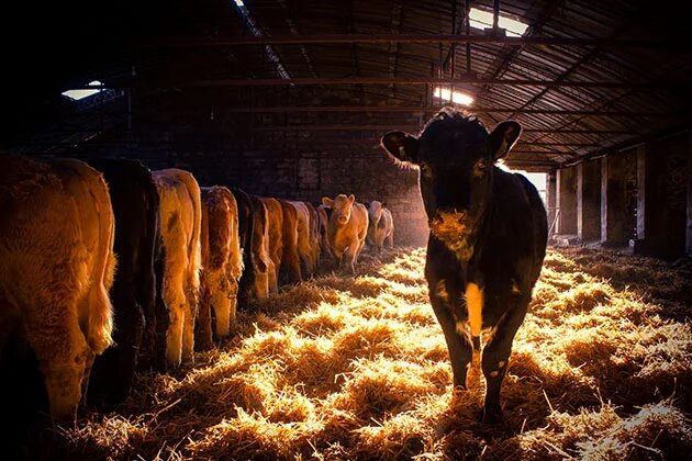 Cattle Calls