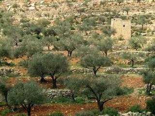 Image of stone terraces near Ramallah